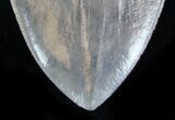 Exceptional Megalodon Tooth - Absolutely Massive #35556-3